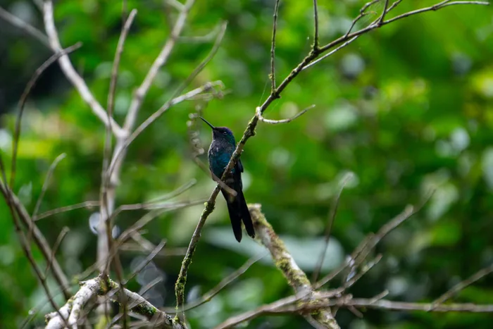 A Violet-capped Woodnymph hummingbird with iridescent green and violet plumage perched on a thin branch.