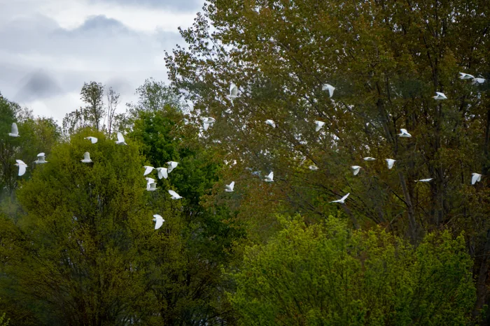 A large flock of white egrets in flight above lush green trees under an overcast grey sky, their white wings contrasting sharply with the dark foliage.