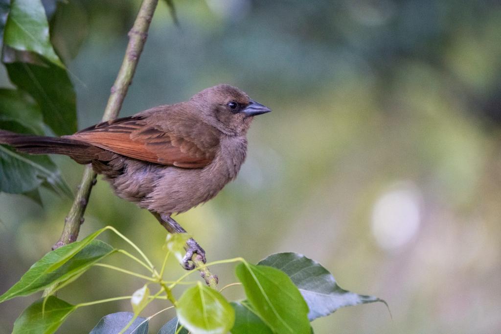 A Grayish Baywing with brown-gray plumage and rufous wings perched on a thin branch surrounded by green leaves.