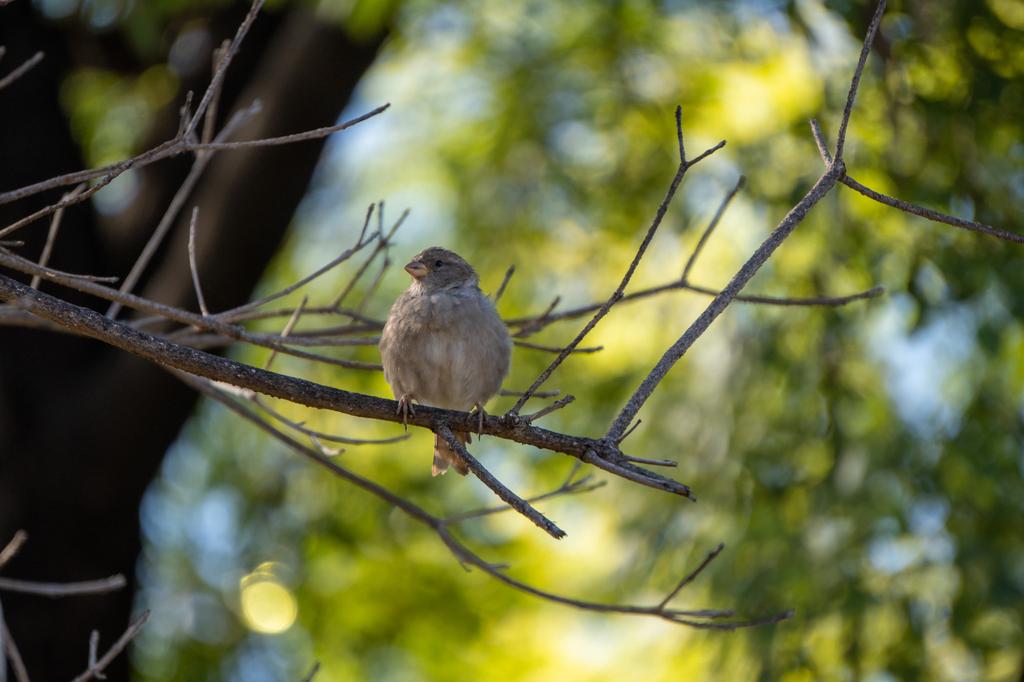 A small House Sparrow perched on a bare branch high in a tree, with soft green foliage illuminated by sunlight in the background.