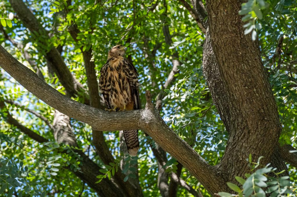 A Harris's Hawk with brown and rufous streaked plumage perched on a large tree branch surrounded by green foliage, looking upward.