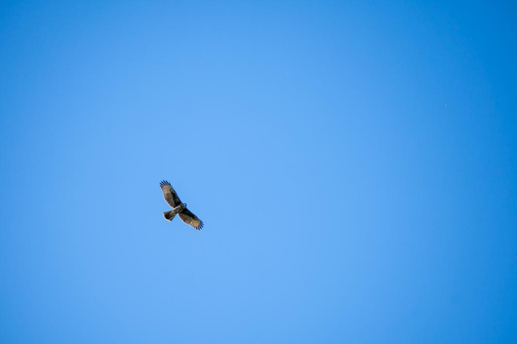 A Harris's Hawk soaring with wings fully spread against a clear blue sky, seen from below.
