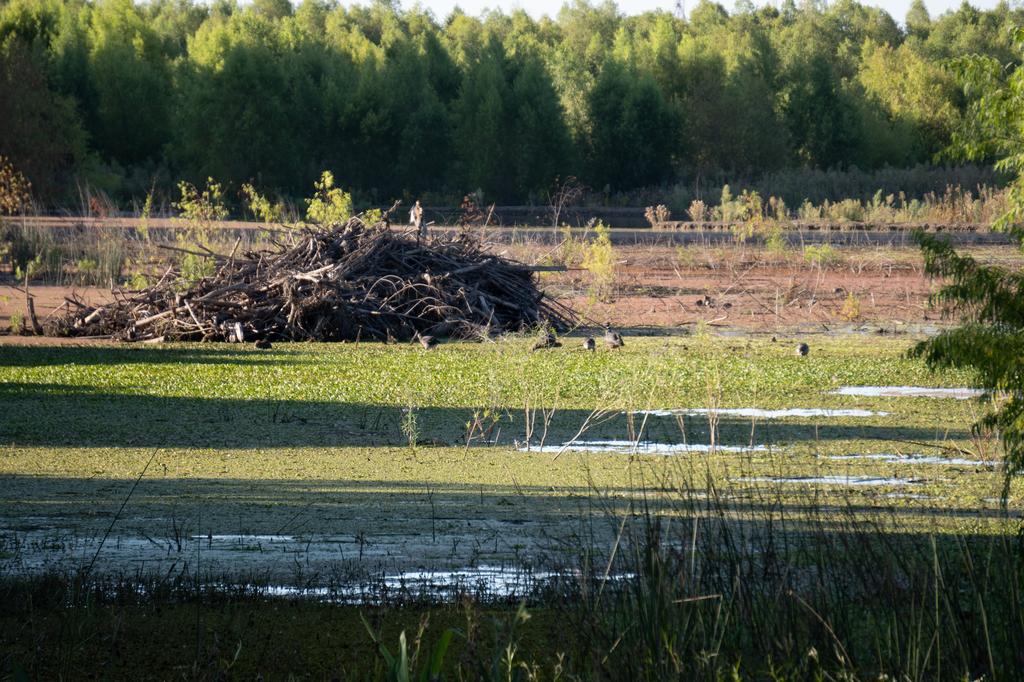 A wide wetland landscape with water hyacinths and shallow water in the foreground, a large mound of sticks and branches in the middle, and a wall of green trees in the background in late afternoon light.