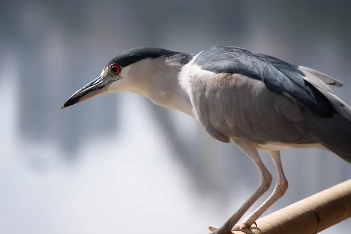 An adult Black-crowned Night-Heron with a black cap, grey body and bright red eye perched on a bamboo railing over the river, the soft background reflecting the water.