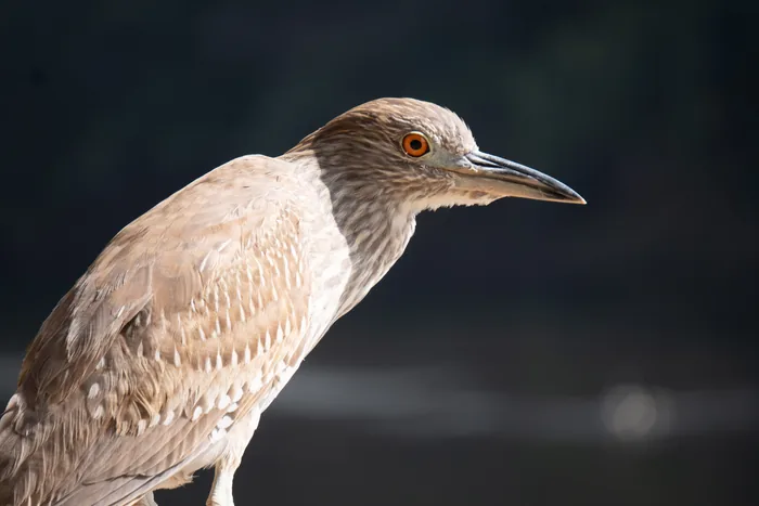 Close-up portrait of a juvenile Black-crowned Night-Heron with warm buff-brown streaked plumage and a vivid orange-red eye, against a dark blurred background.