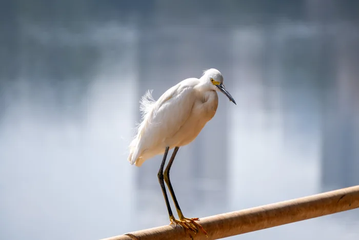 A Snowy Egret with pure white plumage, a yellow loral patch and black legs with golden feet, perched on a bamboo railing above the grey-blue river.