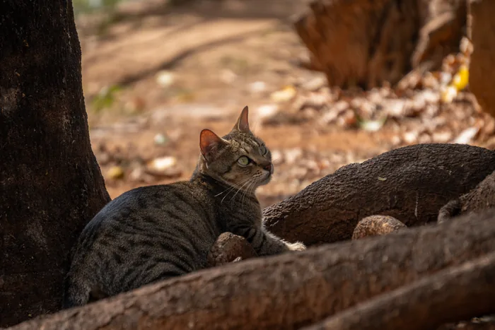 A tabby cat with striped brown and black fur resting in the cool shade beneath tree roots, one paw tucked under its body.