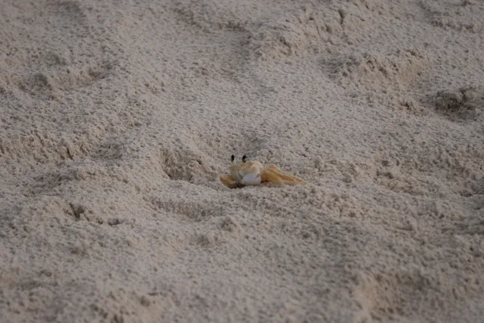 Atlantic ghost crab (Ocypode quadrata) with pale sand-colored body and protruding eyes emerging from sand on beach