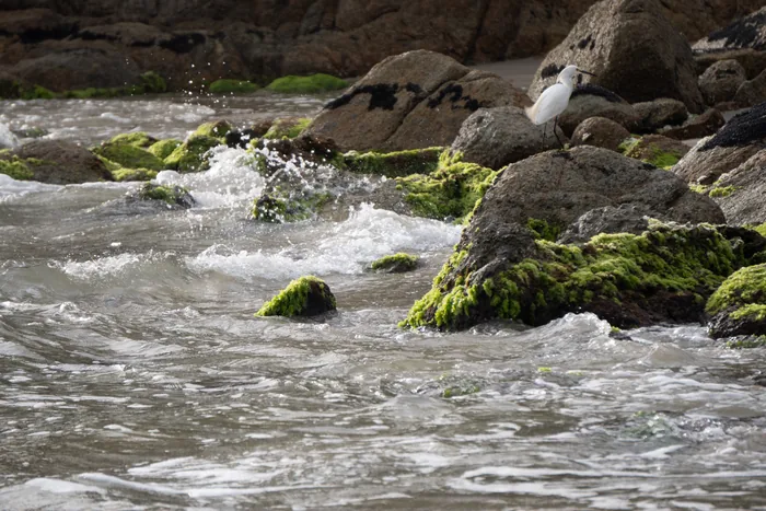 Snowy Egret (Egretta thula) standing on algae-covered rocks while waves crash against the shore.