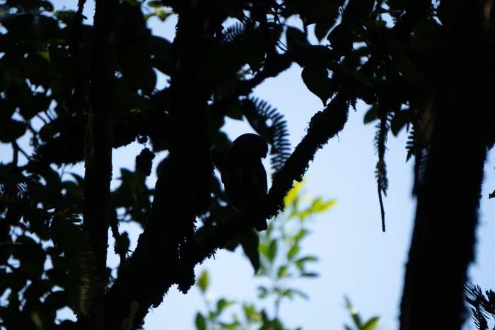 Silhouette of a bird perched in the canopy, backlit by the bright sky filtering through the Atlantic Forest canopy.