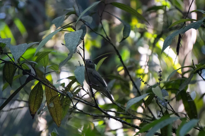 A dark grey bird perched on a slender branch, partially obscured by layers of broad green leaves in the Atlantic Forest interior.