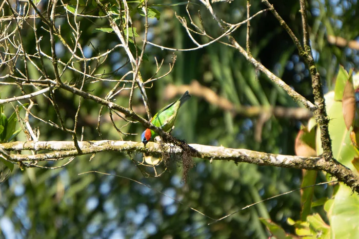 A Red-necked Tanager with vivid red throat, blue head and green wings perched on a lichen-covered branch against a bright sky.