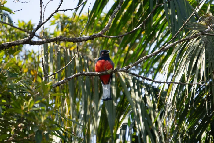 A male Surucua Trogon with a dark blue-black head, vibrant red belly and white barred tail, perched on a bare branch with palm fronds behind.