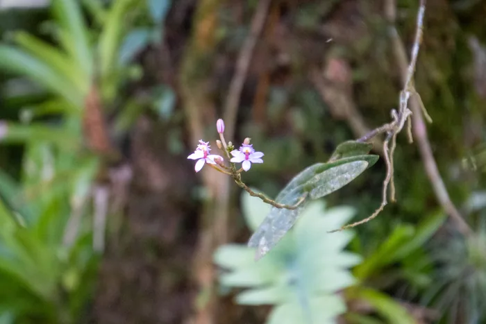 Tiny pale pink wild orchid flowers with star-shaped petals blooming on a thin stem against a soft green background of bromeliads and mossy bark.