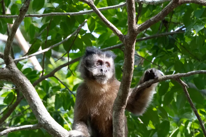 A Tufted Capuchin monkey with a dark cap and lighter brown face looking upward from its perch among green branches.
