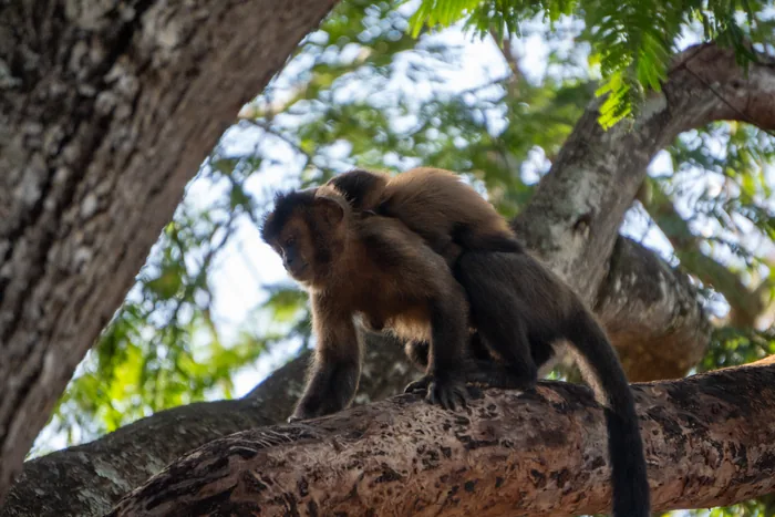A Tufted Capuchin monkey carrying its small baby on its back while perched on a branch, both looking in the same direction.