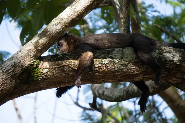 A Tufted Capuchin monkey lying flat along a thick tree branch with arms and legs dangling, fast asleep in the sun.