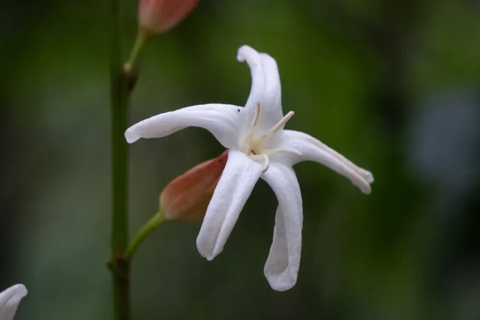 A single white star-shaped flower of Erythrochiton brasiliensis with delicate curved petals, flanked by salmon-pink buds on a slender stem.