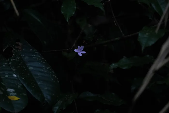 A tiny pale-purple flower glowing faintly against a dark understory of large tropical leaves on the forest floor.
