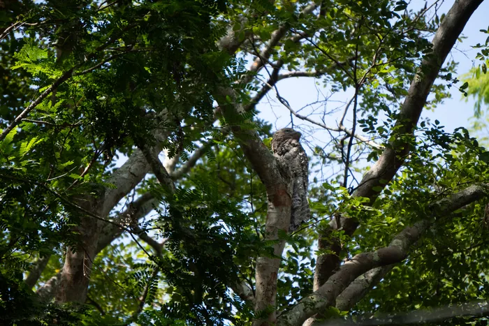 A Great Potoo perched motionless high in the canopy, its cryptic brown-streaked plumage blending seamlessly with the surrounding branches.