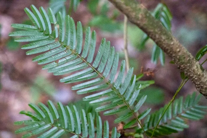 Close-up of a fern-like plant with delicate pinnate leaves extending from a central stem beside a mossy branch.