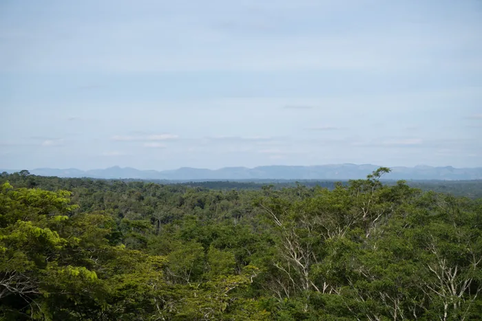 Panoramic view of the Atlantic Forest canopy at Rio Doce State Park, with rolling hills and a pale blue sky stretching to distant mountains.