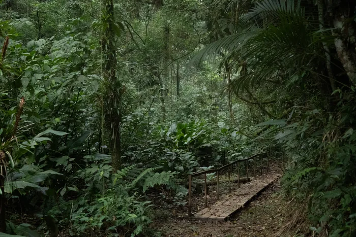 A rustic wooden boardwalk disappearing into the lush green understorey of the Atlantic Forest, surrounded by ferns, palms and tall trees.