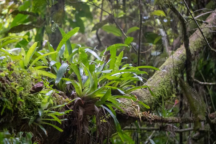Several large bromeliads growing from a mossy fallen log in the Atlantic Forest interior, with ferns and other epiphytes visible around them.