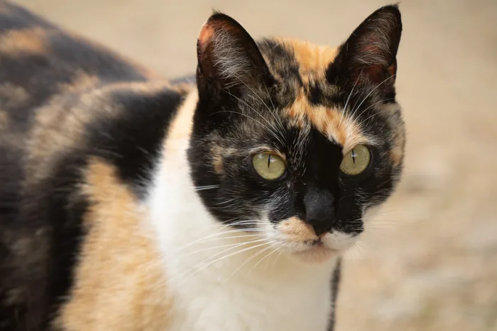 Close-up portrait of a calico cat with black, orange and white markings and piercing green eyes, looking directly at the camera.