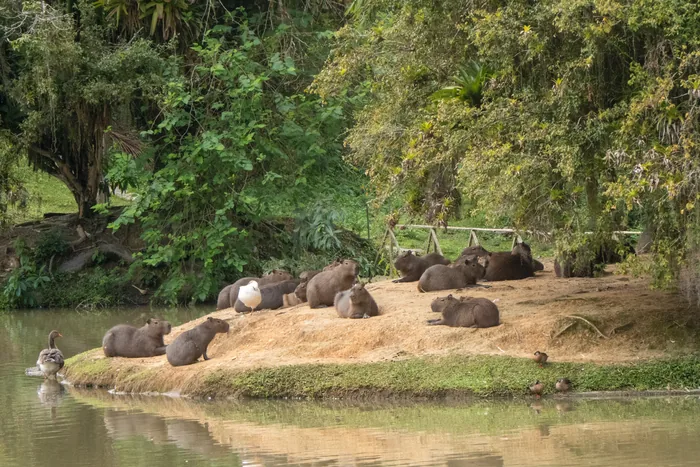 A large group of capybaras lounging on a sandy spit beside a still lake, with trees reflected in the green water and a duck visible at the water's edge.