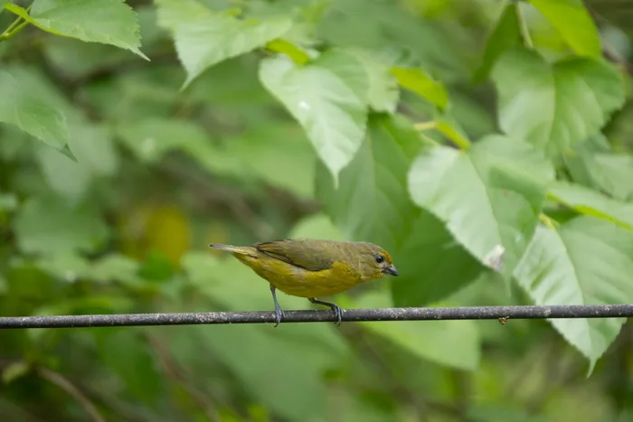A small greenish-yellow female euphonia perched on a thin wire against a lush green leafy background.