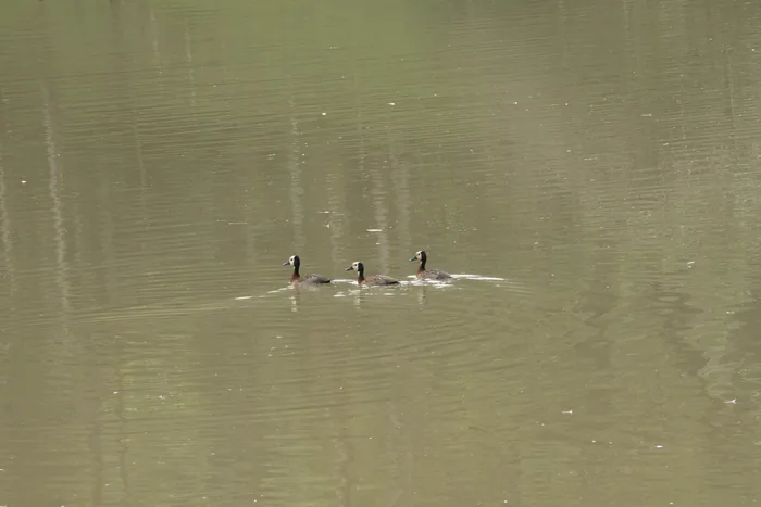 Three dark waterfowl with white facial markings swimming close together across a calm, olive-colored lake.
