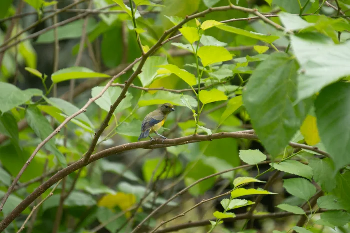 A small bird with a dark gray head and vivid orange belly perched on a slender branch surrounded by bright green leaves.