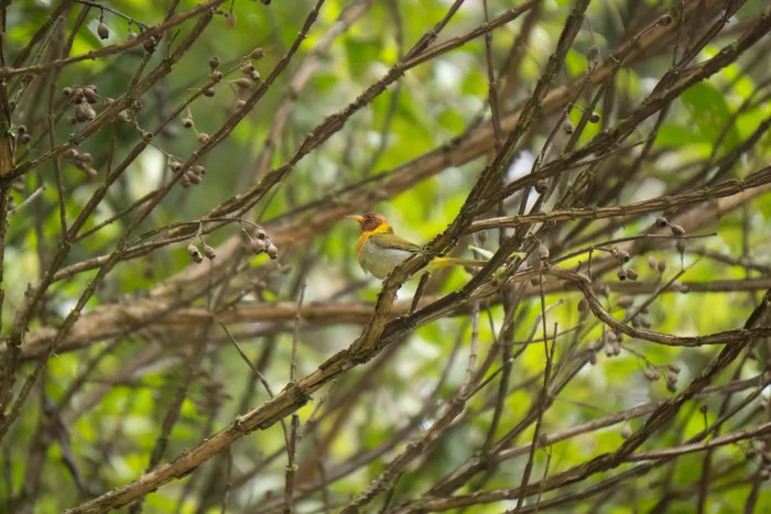 A small tanager with an orange-rufous crown and yellowish-green body perched among bare tangled branches with green foliage behind.