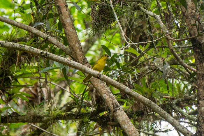 A bright yellow Saffron Finch perched on a mossy branch among green pine needles.