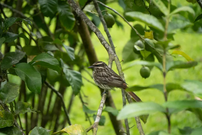 A streaked brown bird perched on a branch of a fruit tree with small green fruits visible among the leaves.