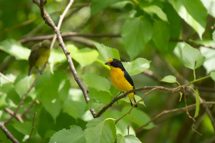 A male Violaceous Euphonia with brilliant yellow underparts, dark blue back and an orange-rufous forehead patch, perched on a branch among green leaves with a female visible in the background.