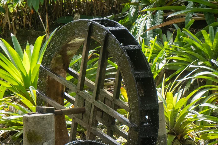 An old wooden water wheel spinning among bromeliads and lush tropical plants in the garden of Chácara Edith, water droplets catching the light.