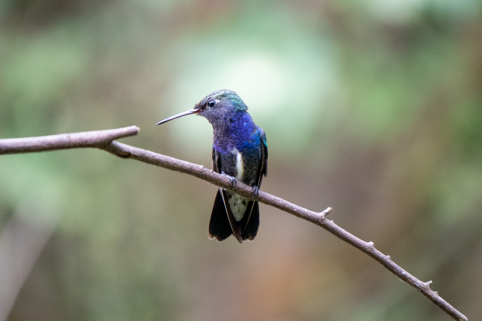 Texto alternativo da imagem