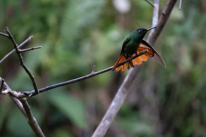 Brazilian ruby lifting its wings and spreading its orange tail during an energetic display on a branch
