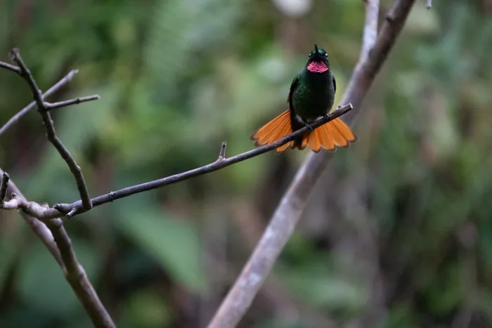 Brazilian ruby facing forward while displaying its fully spread fan-shaped orange tail