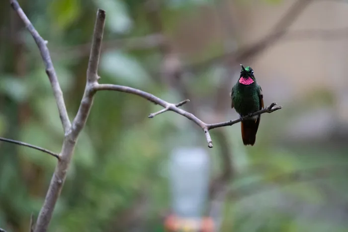 Brazilian ruby facing the camera from a bare branch with its brilliant ruby throat catching the light