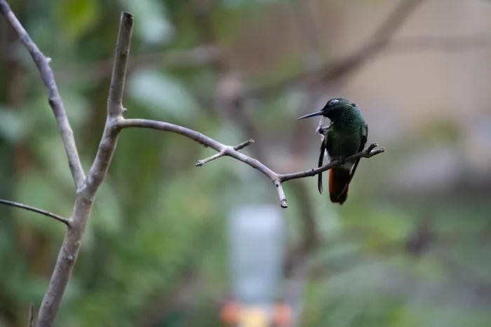 Brazilian ruby perched sideways on a thin branch with its long bill, green body and orange tail visible