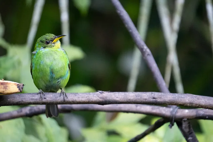 Female green honeycreeper with lime-green plumage and yellow bill perched on a horizontal branch
