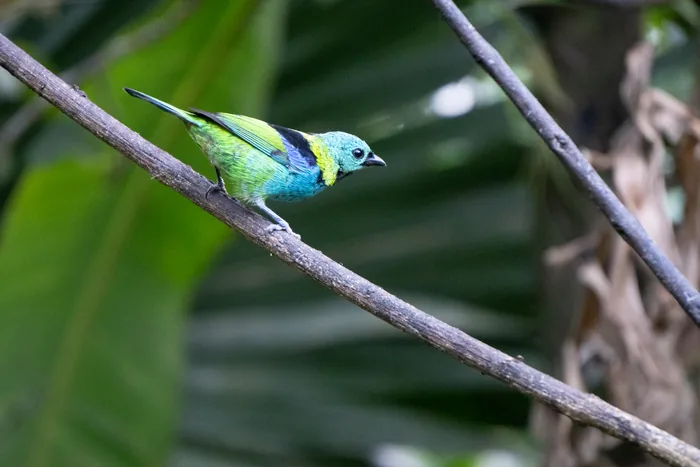 Green-headed tanager with vivid turquoise head and multicolored green plumage perched on a diagonal branch