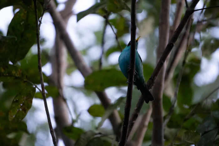 Male green honeycreeper showing blue-green plumage while perched among shaded leaves and slender trunks