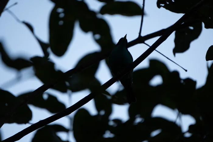 Green honeycreeper silhouetted on a diagonal branch beneath the dark leaves of the forest canopy