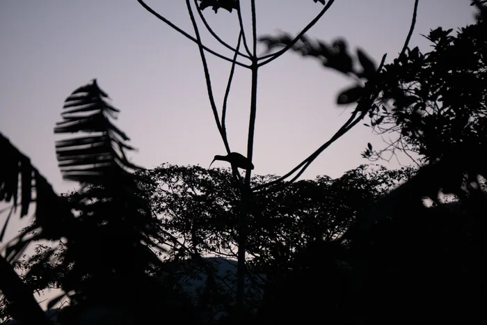 Green ibis silhouetted on a high branch against the pale evening sky and layered Atlantic Forest canopy