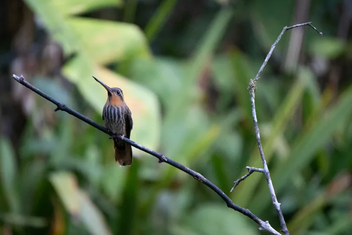 Saw-billed hermit showing its streaked chest and long curved bill while perched upright on a thin branch