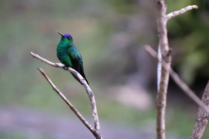 Violet-capped woodnymph with iridescent green plumage and violet crown perched on a bare forked branch